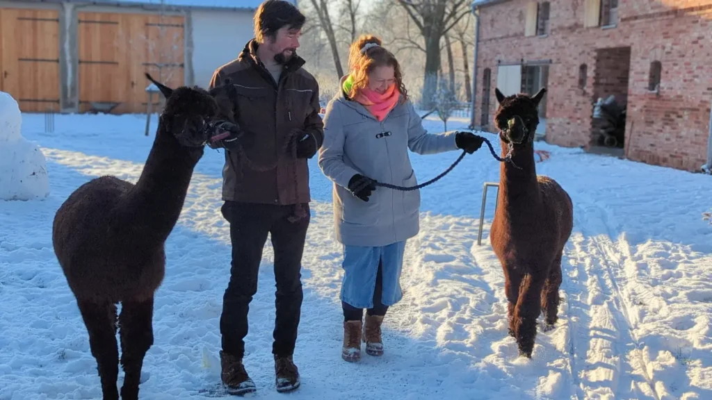 Zwei Erwachsene führen zwei schwarze Alpakas über den verschneiten Pausenhof.
